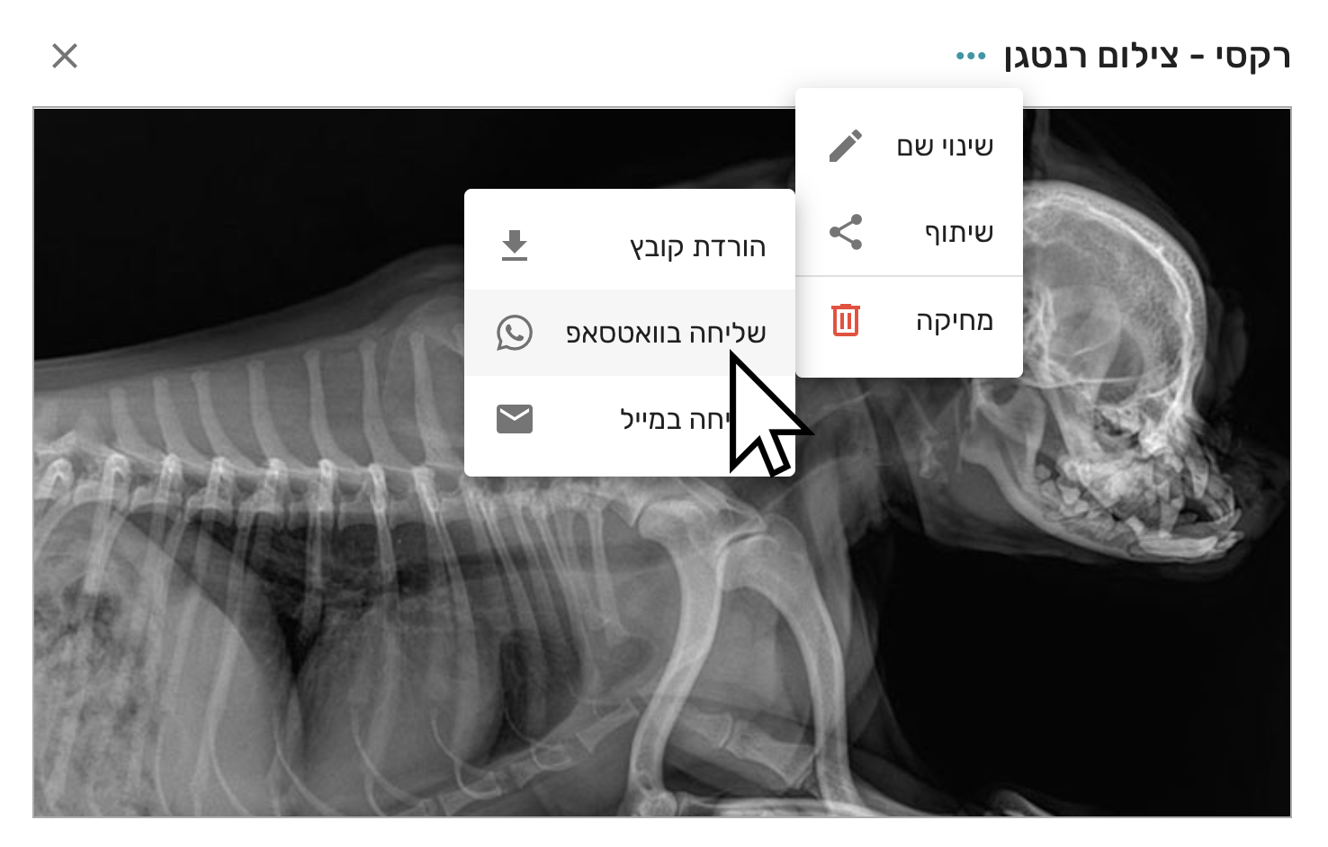 צילום רנטגן כלב